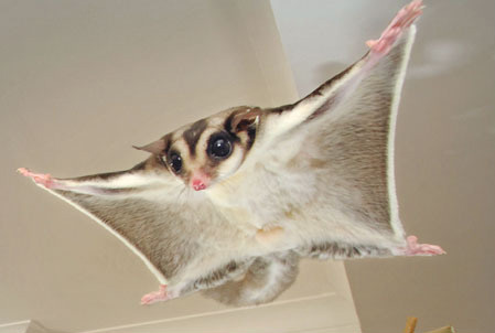 everything you need to know about sugar gliders